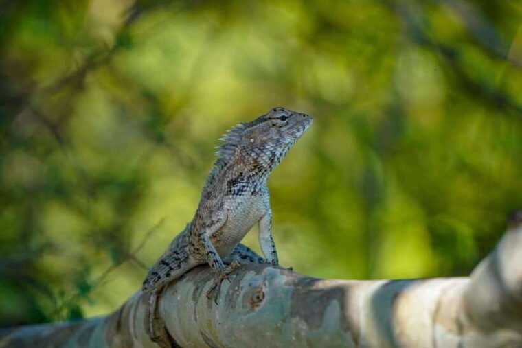 habarana-hurulu-eco-park-elephant-safari-with-hotel-pickup
