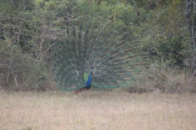 Habarana: Pure Village Life and Cultural Experience Day Tour - Who Will Enjoy This Tour?