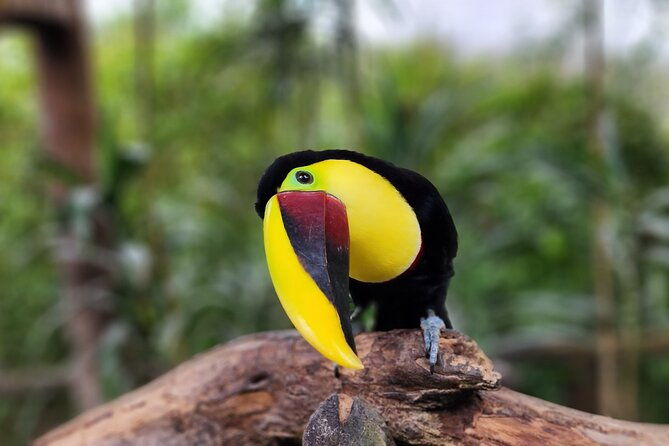 hacienda-cafe-doka-poas-volcano-la-paz-waterfall-gardens