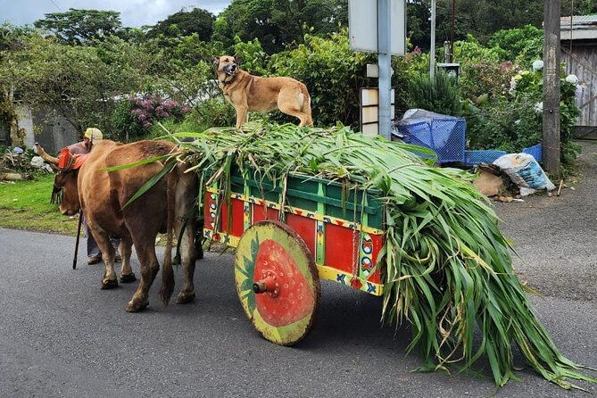 hacienda-cafe-doka-poas-volcano-la-paz-waterfall-gardens