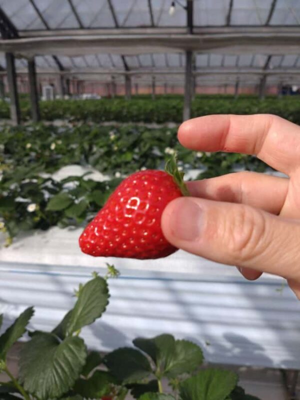 Hadano, Japan: Strawberry Picking Experience Near Tokyo - Key Points