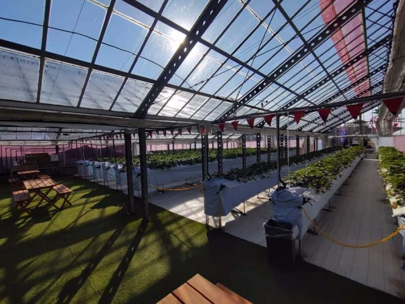 Hadano, Japan: Strawberry Picking Experience Near Tokyo - Transportation and Group Size