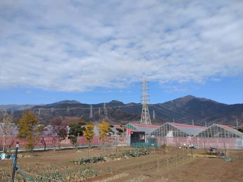 Hadano, Japan: Strawberry Picking Experience Near Tokyo - FAQ