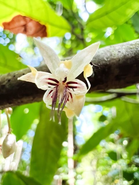 Haiku: Waterfall, Rainforest, and Handcrafted Chocolate Tour - The Experience Breakdown: Waterfalls, Rainforest, and Chocolate