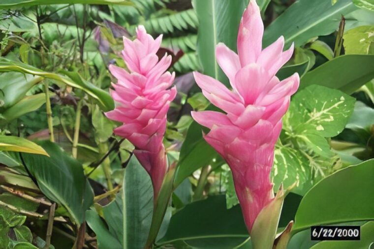 haiku-waterfall-rainforest-and-handcrafted-chocolate-tour