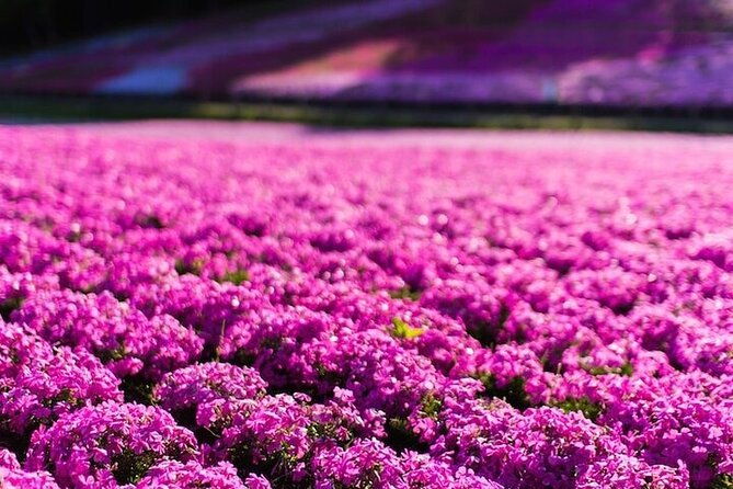 hakone-mt-fuji-tour-by-car-with-pickup-and-drop-off-from-tokyo