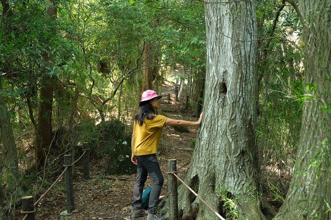 Hakone Valley Hike, Forest Bathing and Wagashi shop (Half-day) - Exploring Hakone’s Calm with the Valley Hike, Forest Bathing, and Wagashi