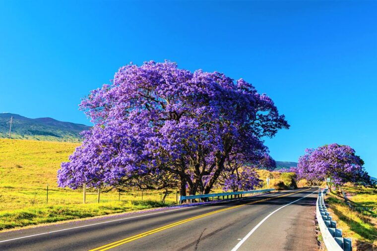 haleakala-daytime-self-guided-express-bike-tour-w-bike-maui