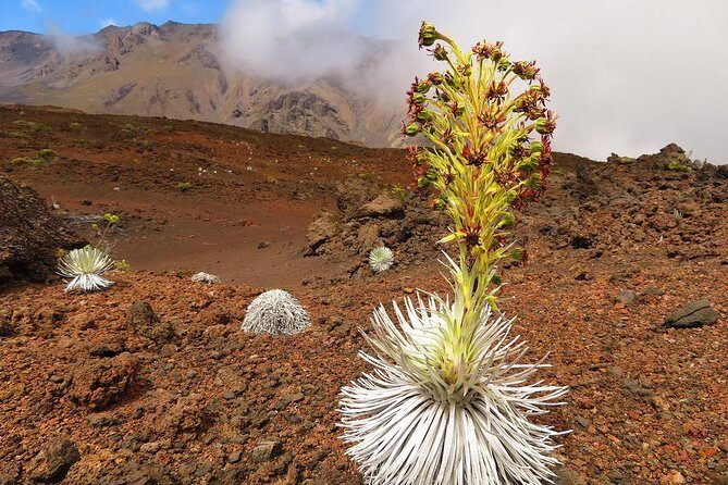 Haleakala Sunrise Best Guided Bike Tour with Bike Maui - What’s Included and What to Bring
