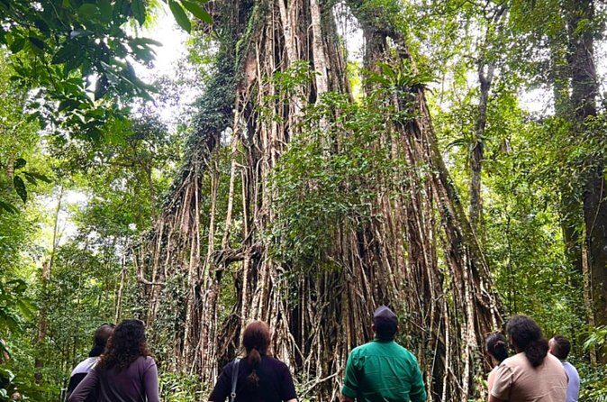 Half-Day Aboriginal Tour Atherton Tablelands - Final Thoughts