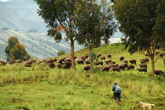 half-day-acclimatization-hike-with-llamas-and-alpacas-in-cusco