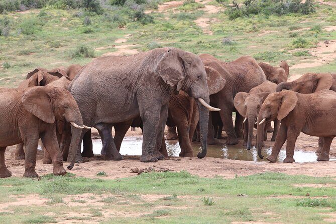 Half-Day Addo Elephant National Park - Key Points