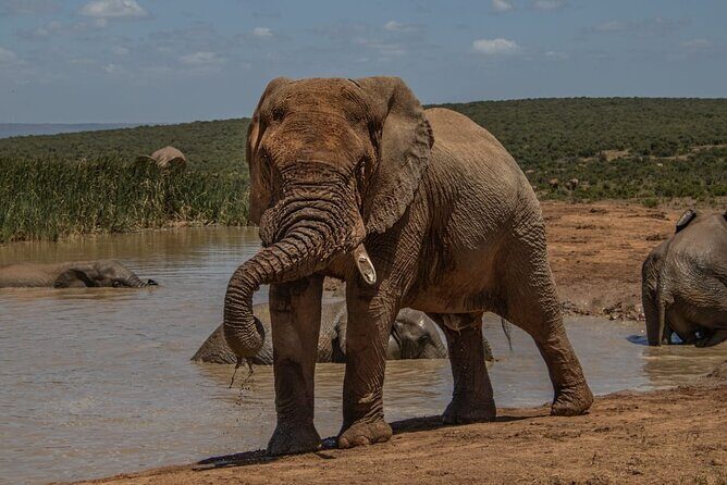 Half-Day Addo Elephant National Park - What to Expect from the Tour