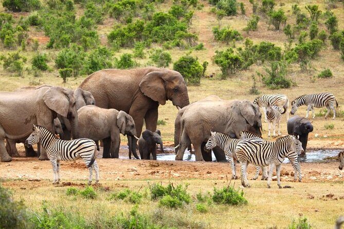 Half-Day Addo Elephant National Park - FAQ