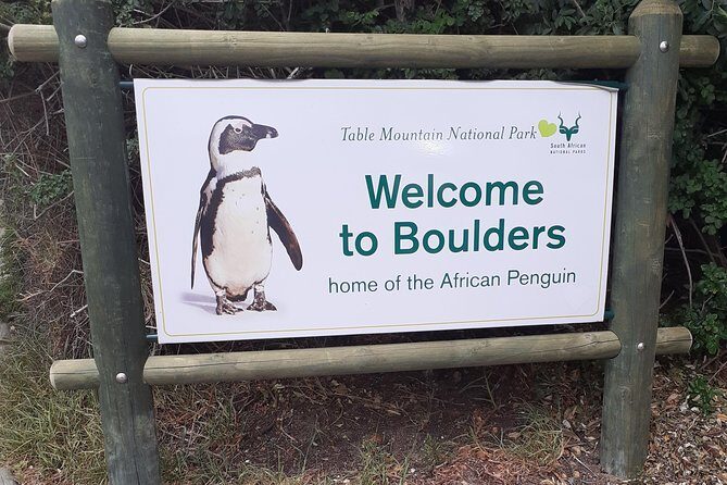 Half day African Penguin Tour - Hout Bay and Chapman’s Peak Drive