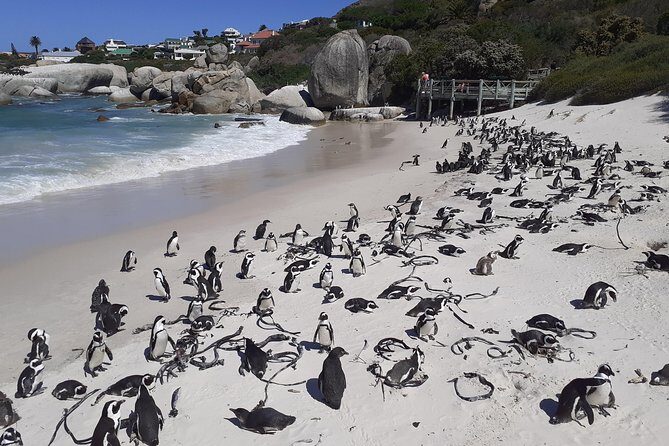 Half day African Penguin Tour - Muizenberg and Return to Cape Town
