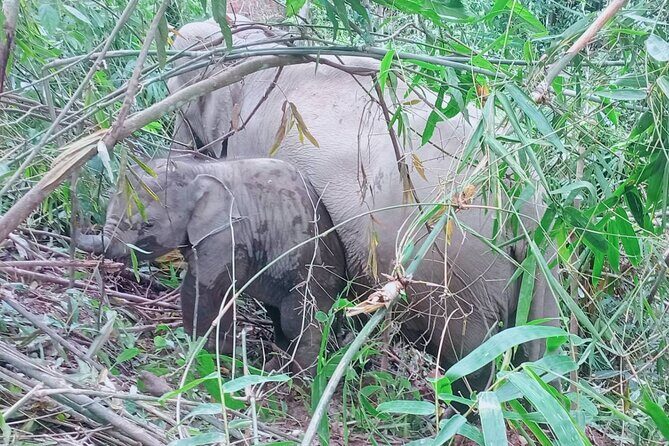 Half Day Afternoon Elephant Observation Tour in Chiang Mai - Key Points
