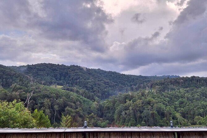 Half Day Afternoon Elephant Observation Tour in Chiang Mai - Authentic Perspectives from Reviews
