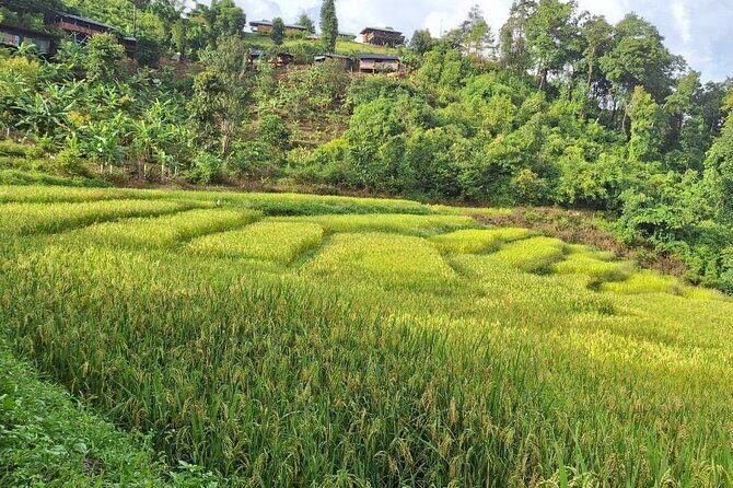 Half Day Afternoon Elephant Observation Tour in Chiang Mai - The Sum Up: Who Is This Tour Best For?