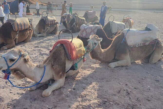 Half day Agafay : Camel Ride +Dinner + Show + Quad + transport - Final Thoughts: Is This Tour Right for You?