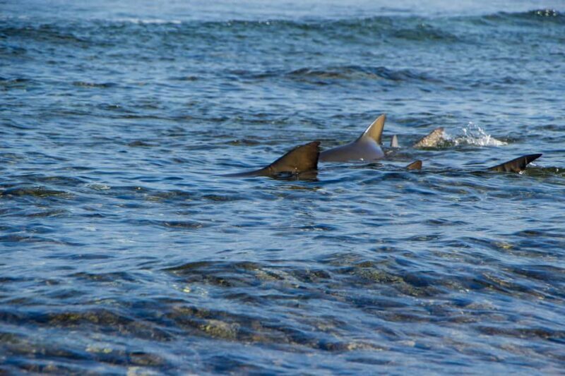 half-day all-inclusive excursion Salinas, Shark Bay Blue Eye - Key Points  