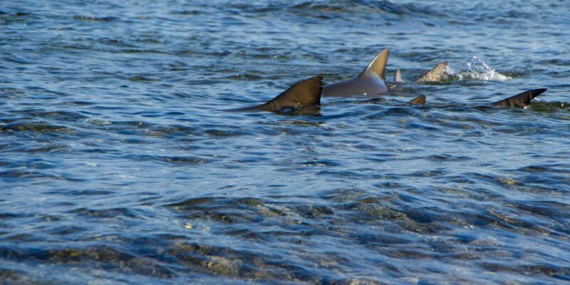 half-day all-inclusive excursion Salinas, Shark Bay Blue Eye - The Itinerary: What You Can Expect from Start to Finish  