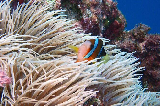 half-day-amami-japan-boat-snorkeling-adventure