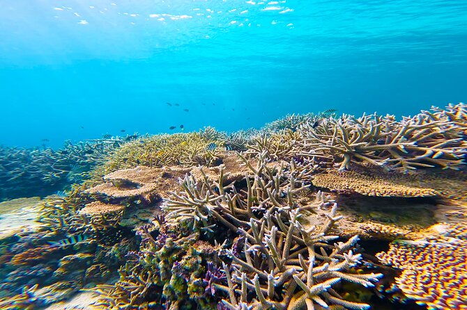 half-day-amami-japan-boat-snorkeling-adventure