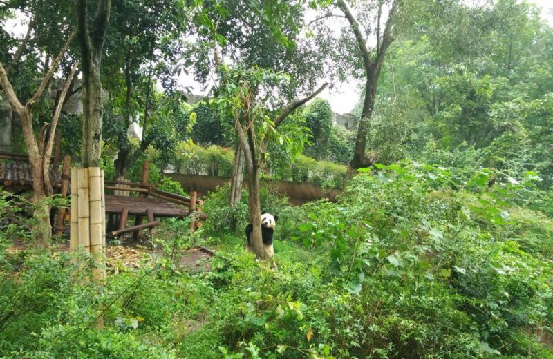 half-day-amazing-chengdu-panda-base-trip