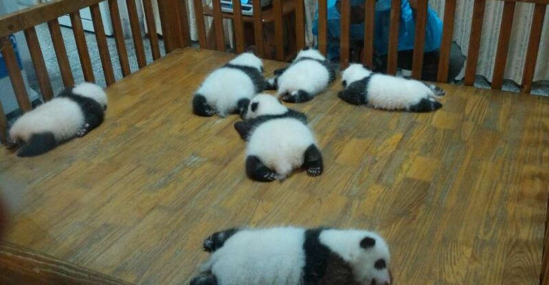 half-day-amazing-chengdu-panda-base-trip