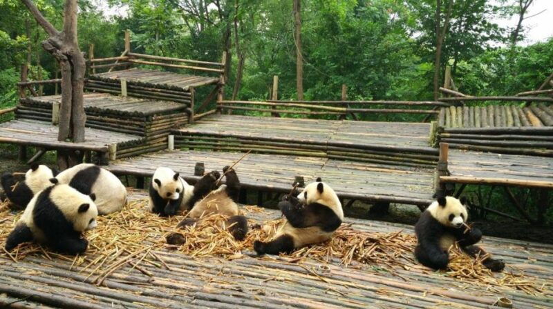 half-day-amazing-chengdu-panda-base-trip