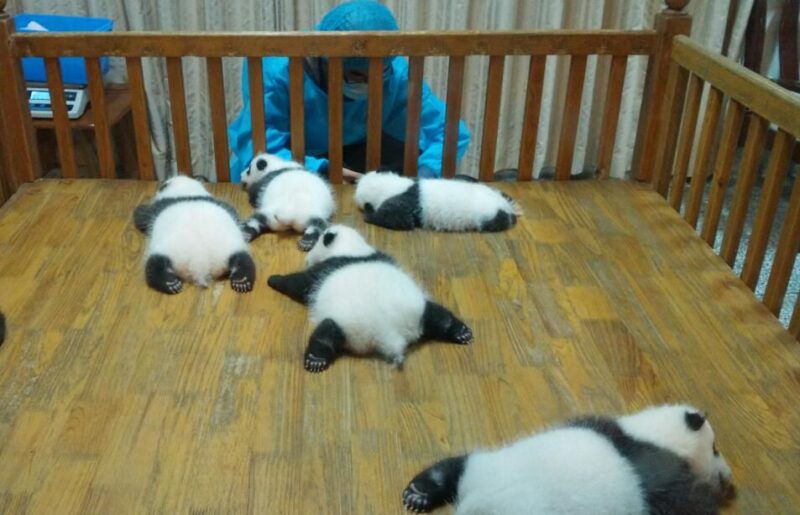 half-day-amazing-chengdu-panda-base-trip