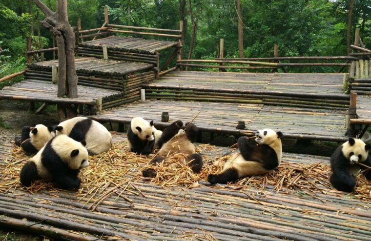 half-day-amazing-chengdu-panda-base-trip