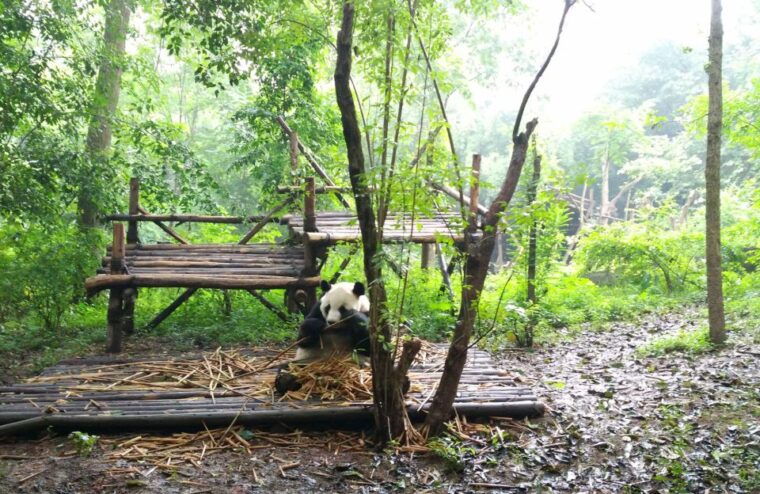 half-day-amazing-chengdu-panda-base-trip