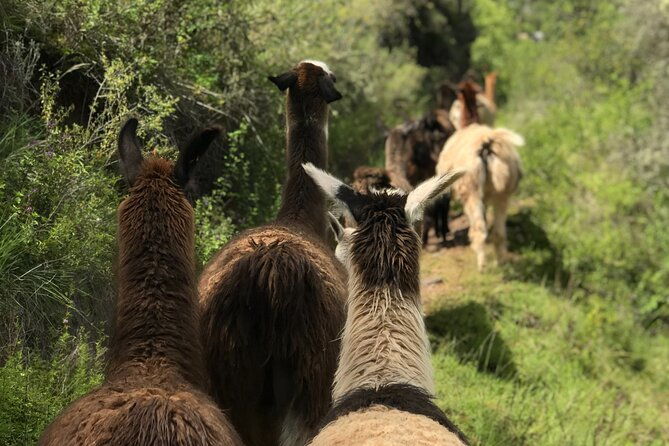 half-day-andean-llama-trek-in-the-sacred-valley