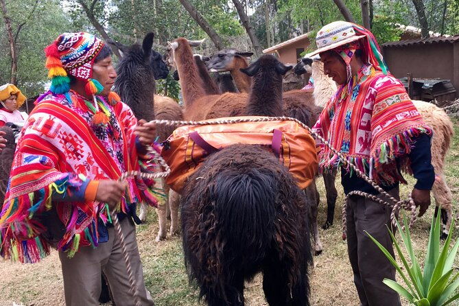 half-day-andean-llama-trek-in-the-sacred-valley