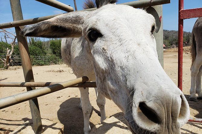 half-day-aruba-animal-sanctuary-guided-tour