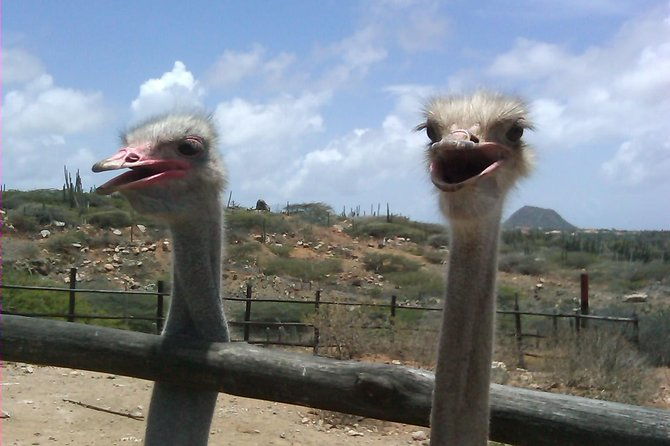 half-day-aruba-animal-sanctuary-guided-tour