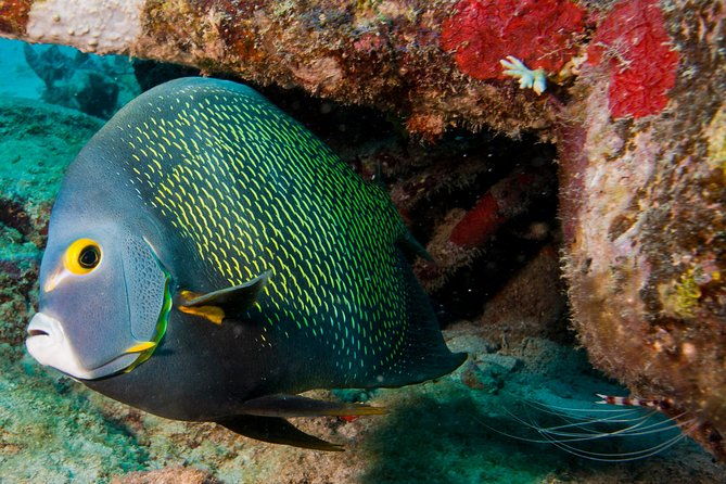 half-day-aruba-intro-diving-course-for-beginners