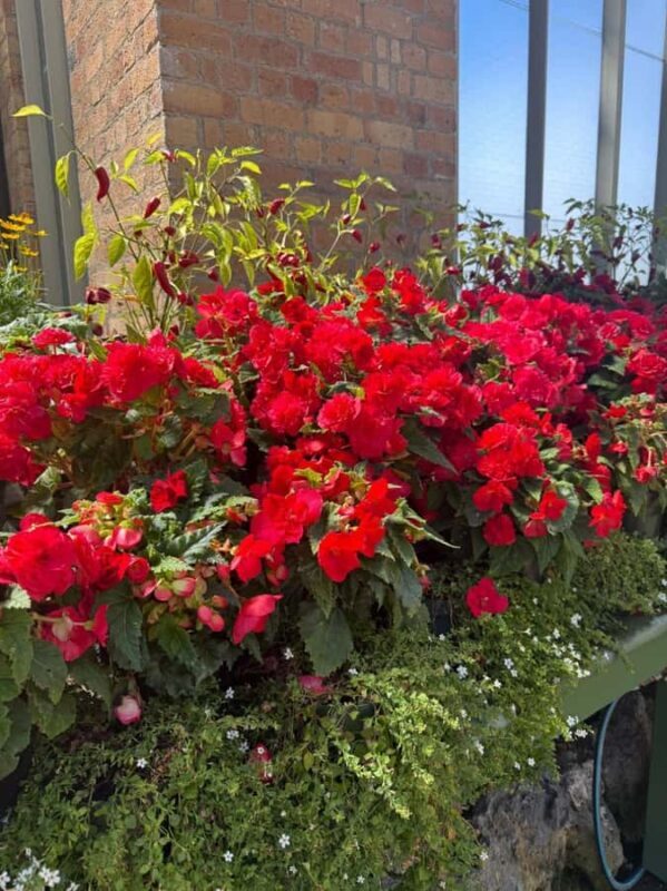 Half-Day Auckland City Tour  The City of Sails Uncovered - Who Will Love This Tour?