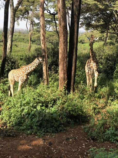 Half Day Baby Elephants,Giraffe Center & Karen Blixen Museum - Exploring Nairobi’s Top Attractions in a Half Day