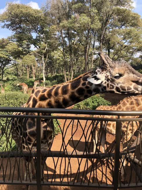 Half Day Baby Elephants,Giraffe Center & Karen Blixen Museum - Key Points