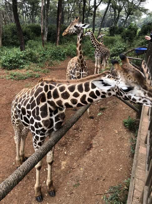 Half Day Baby Elephants,Giraffe Center & Karen Blixen Museum - Practical Tips for a Smooth Experience
