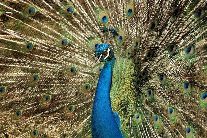 half-day-barbados-caves-and-critters-tour-with-pick-up