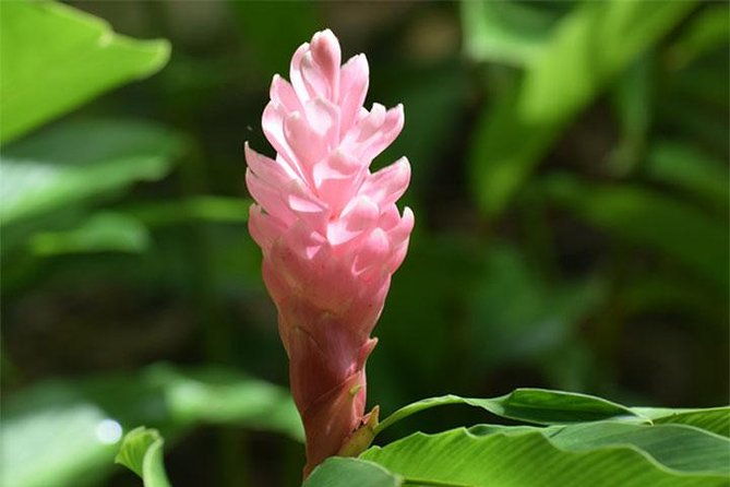 half-day-barbados-tour-harrisons-cave-huntes-garden-and-bathsheba