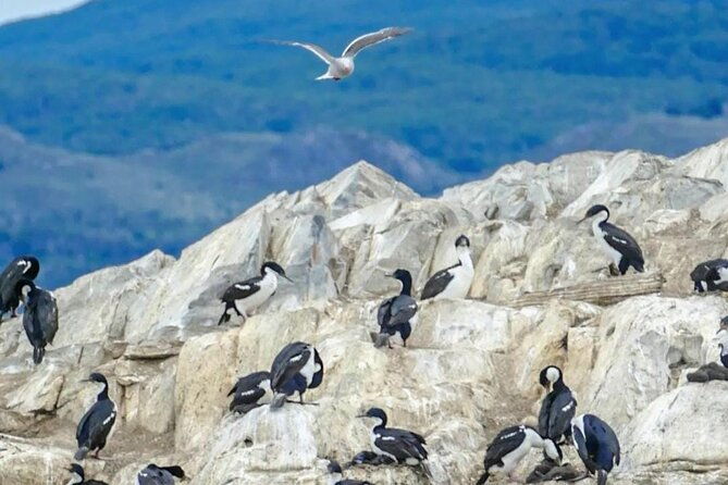 half-day-beagle-channel-tour-to-isla-de-lobos-and-penguin-colony
