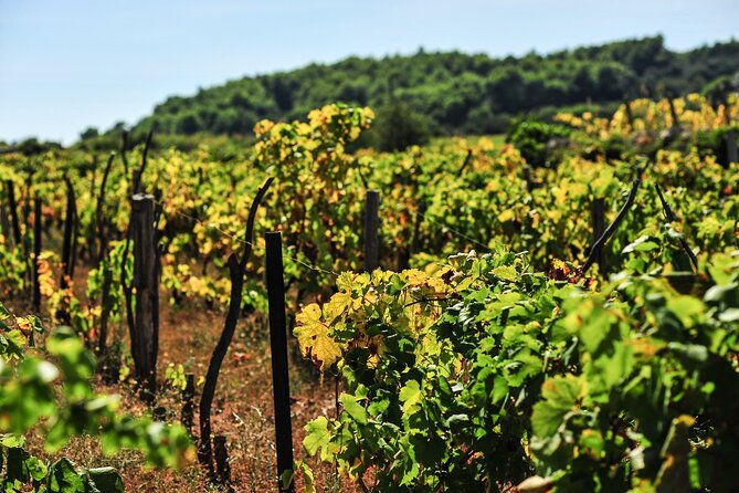 half-day-bike-tour-in-lumbarda-with-wine-tasting