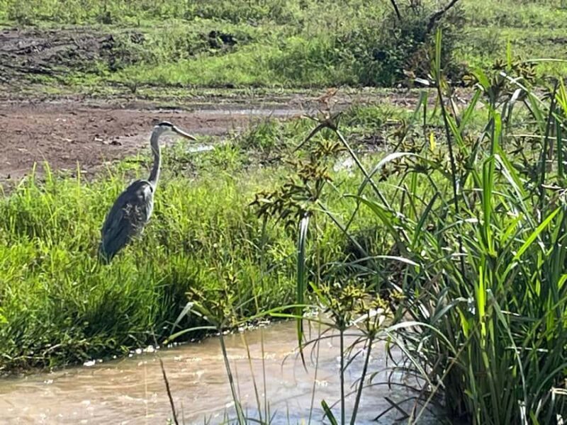 Half Day Bird Watching Tour Nairobi National Park - Key Points