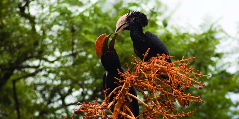 Half Day Bird Watching Tour Nairobi National Park - An In-Depth Look at the Experience