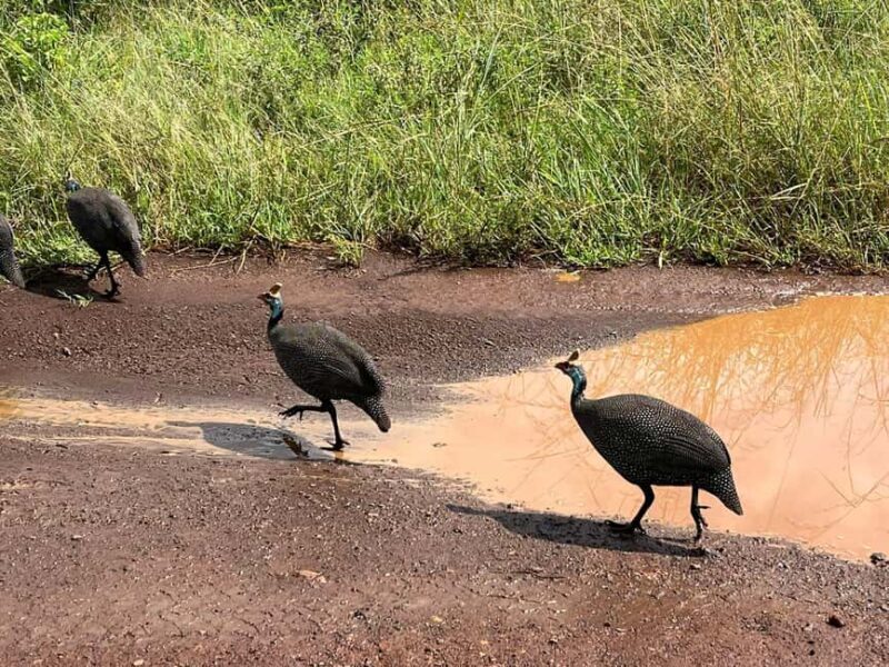 Half Day Bird Watching Tour Nairobi National Park - The Sum Up